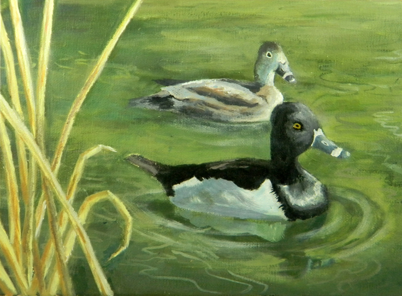Ring-Necked Duck